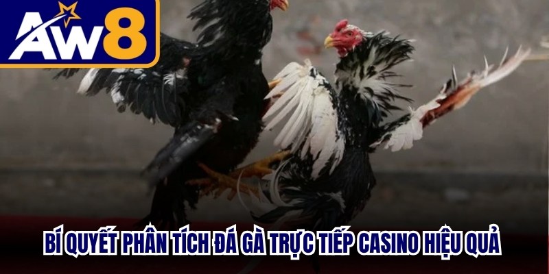 Bí quyết phân tích đá gà trực tiếp casino hiệu quả cho kê thủ