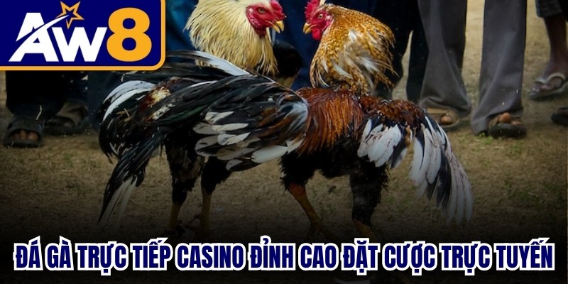 Đá Gà Trực Tiếp Casino