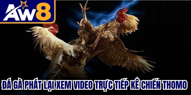 Đá Gà Phát Lại