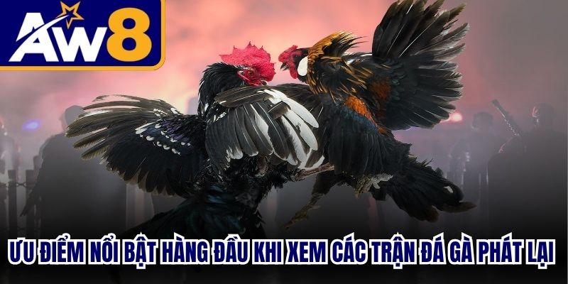 Ưu điểm nổi bật hàng đầu khi xem các trận đá gà phát lại sắc nét