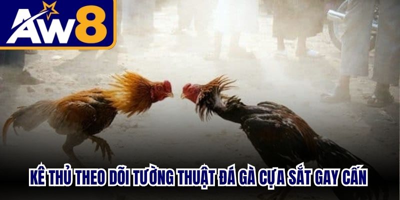 Kê thủ theo dõi tường thuật đá gà cựa sắt gay cấn tại Thomo