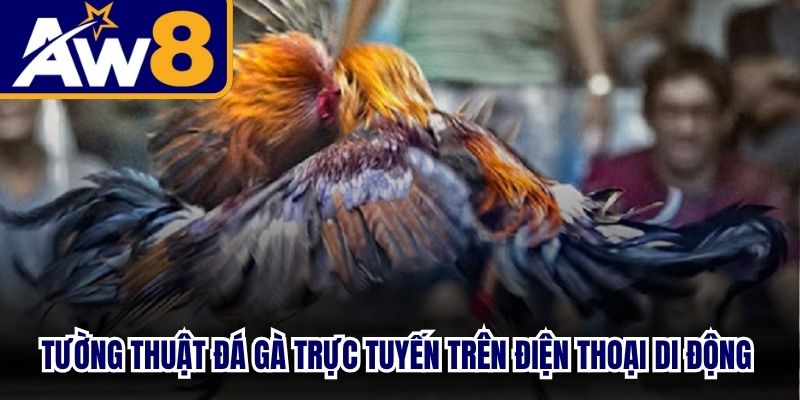 Tường thuật đá gà trực tuyến trên điện thoại di động nét căng